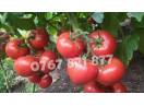 Rasad | Rasaduri de rosii / tomate ardei vinete castraveti etc 2024