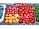 Rasad rosii | Rasaduri rosii / tomate si alte rasaduri legume