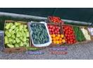 Rasad rosii Rasaduri Legume ardei castraveti vinete salata tomate 2025