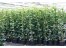Iedera gard viu -vesnic verde-50+25 gratis