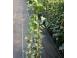 Iedera gard viu vesnic verde 50 25 gratis 352414 poza 4