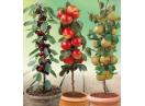 Pomi columnari pitici,meri.ciresi,caisi,nectarin-10+5 gratis