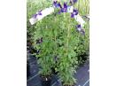 Clematite la ghiveci-10+5 gratis-1m inaltime