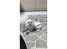 Baietel rasa bichon Maltez sterilizat,educat,socializat