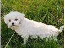 Femela rasa bichon Maltez sterilizata,educata,socializata