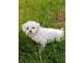 Femela rasa bichon maltez sterilizata educata socializata caini pisici 366984 poza 3