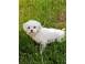 Femela rasa bichon maltez sterilizata educata socializata caini pisici 366984 poza 1