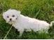 Femela rasa bichon maltez sterilizata educata socializata caini pisici 366984 poza 2