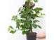 Muri thornfree navaho chester butasi 50 50 gratis 50 cadou anul2 403441 poza 8
