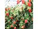 Zmeura butasi polka 50 50 gratis 50 cadou 403445 poza 4