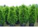 Tuia thuja smaragd aurea globosa 50 25 gratis 1m 1 20cm inalt 403448 poza 8