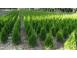 Tuia thuja smaragd aurea globosa 50 25 gratis 1m 1 20cm inalt 403448 poza 7