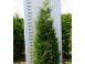Tuia thuja smaragd aurea globosa 50 25 gratis 1m 1 20cm inalt 403448 poza 2