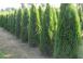 Tuia thuja smaragd aurea globosa 50 25 gratis 1m 1 20cm inalt 403448 poza 5