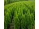Tuia thuja smaragd aurea globosa 50 25 gratis 1m 1 20cm inalt 403448 poza 6