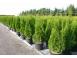 Tuia thuja smaragd aurea globosa 50 25 gratis 1m 1 20cm inalt 403448 poza 4