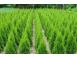 Tuia thuja smaragd aurea globosa 50 25 gratis 1m 1 20cm inalt 403448 poza 3