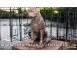 Statueta caine rottweiler din beton model s12. 501897 poza 5