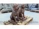 Statueta caine rottweiler din beton model s12. 501897 poza 5