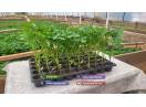 Rasaduri rosii, ardei, castraveti, vinete - Rasaduri legume de vanzare