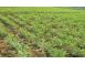 Curmal chinezesc ziziphus jujuba 50 25 gratis anul 3 559282 poza 8