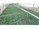 Rasad rosii castraveti vinete ardei si alte rasaduri legume 2026 produse piata alimentatie 629174 poza 3