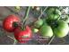 Rasaduri de rosii tomate ardei vinete castraveti salata 2025 produse piata alimentatie 629910 poza 4