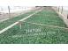 Rasaduri de rosii tomate ardei vinete castraveti salata 2025 produse piata alimentatie 629910 poza 1
