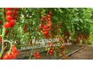 Vand Rasad | Rasaduri Rosii Cherry si Diverse Specialitati 2025