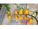 Vand rasad rasaduri rosii cherry si diverse specialitati 2026 cereale plante pomi 630677 poza 2