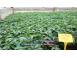 Vand rasad rasaduri rosii cherry si diverse specialitati 2026 cereale plante pomi 630677 poza 5
