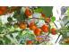 Vand rasad rasaduri rosii cherry si diverse specialitati 2026 cereale plante pomi 630677 poza 6