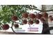 Vand rasad rasaduri rosii cherry si diverse specialitati 2026 cereale plante pomi 630677 poza 7