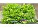 Vand rasad de salata verde si alte rasaduri de legume cereale plante pomi 631090 poza 5