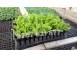 Vand rasad de salata verde si alte rasaduri de legume cereale plante pomi 631090 poza 1