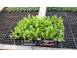 Vand rasad de salata verde si alte rasaduri de legume cereale plante pomi 631090 poza 4