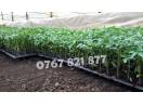 Rasad tomate rosii vinete castraveti ardei 2025 | Vand Rasaduri Legume