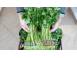 Vand patrunjel de frunza la snop in cantitati mari produse piata alimentatie 689913 poza 1