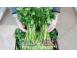 Patrunjel de frunza de vanzare la snop de 10 legaturi 2026 produse piata alimentatie 691268 poza 3