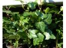 Iedera helix gard viu vesnic verde -50 buc-inaltime  50 cm