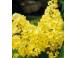 Iedera helix gard viu vesnic verde 50 buc inaltime 50 cm 827290 poza 5