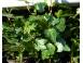 Iedera helix gard viu vesnic verde 50 buc inaltime 50 cm 827290 poza 2