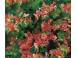 Iedera helix gard viu vesnic verde 50 buc inaltime 50 cm 827290 poza 8