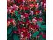 Iedera helix gard viu vesnic verde 50 buc inaltime 50 cm 827290 poza 7