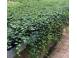 Iedera helix gard viu vesnic verde 50 buc inaltime 50 cm 827290 poza 1