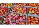 Rasad rosii [tomate] | Rasaduri rosii Prekos, Inima de bou, Ardei, etc