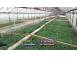 Rasad rosii tomate rasaduri rosii prekos inima de bou ardei etc cereale plante pomi 854137 poza 4