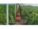 Rasad rosii tomate rasaduri rosii prekos inima de bou ardei etc cereale plante pomi 854137 poza 8