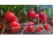 Rasad rosii tomate rasaduri rosii prekos inima de bou ardei etc cereale plante pomi 854137 poza 5