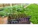 Rasad rosii tomate rasaduri rosii prekos inima de bou ardei etc cereale plante pomi 854137 poza 3